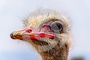 Close up of an Ostrich Head at an Ostrich Farm in Oudtshoorn in the Western Cape Province of South Africa