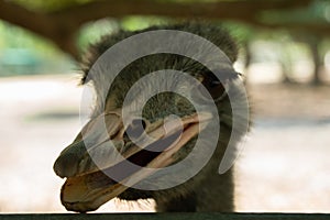 Close up ostrich in the park