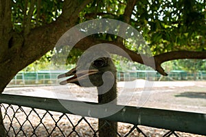 Close up ostrich in the park