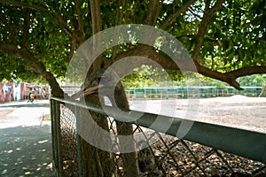 Close up ostrich in the park