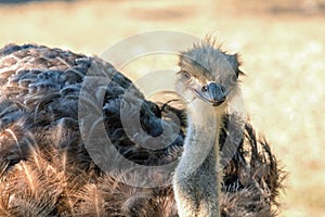 Close up ostrich portrait Struthio camelus