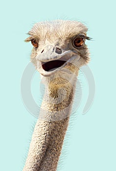 Close-up ostrich`s head smiling funny kind on a white