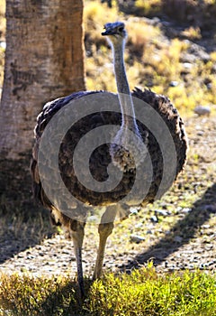 Close up of an Ostrich