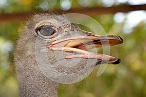 Close-up on a ostrichâ€™s head