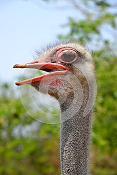 Close-up on a ostrichâ€™s head