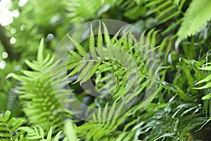 Close up ourdoors shot of fern or pteridium aquilinum shrub photo