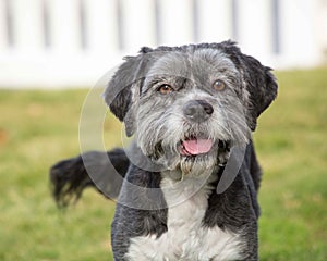 Close up outdoor natural portrait of a mixed breed Schnauzer dog