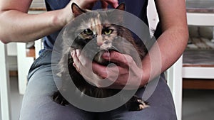 Close up outdoor photo of the cat on lap stroke with hand and fingers.