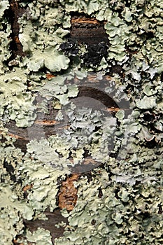 Lichen on a tree trunk close up photo