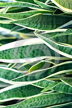 Close up over a bunch of green and white leaves under the sun