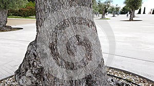 Close up over an olive tree trunk