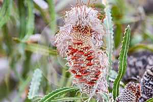 Close up of overblown Banksia at Point D`Entrecasteaux in Western Australia