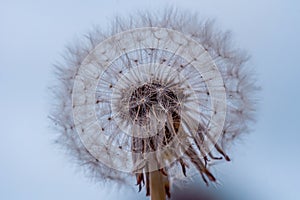 Close up of a overblown dandelion flower