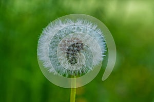 Close up of an overblown dandelion flower