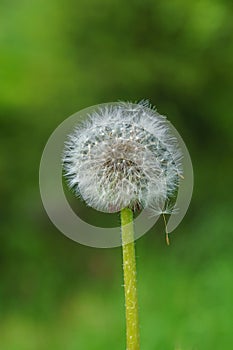 Close up of an overblown dandelion flower