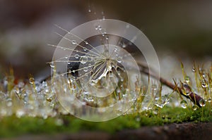 Close up with overblown dandelion, rain drops and moss