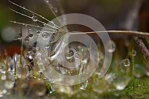 Close up with overblown dandelion, rain drops and moss