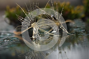 Close up with overblown dandelion, rain drops and reflections