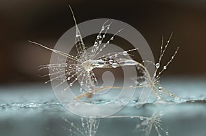 Close up with overblown dandelion, rain drops and reflections