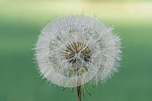 Close up of an overblown salsify flower