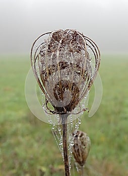 Close up of overblown weed