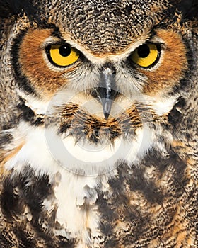 Close up of Owl
