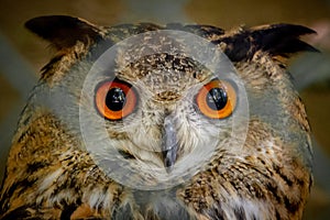 Close-up of a Owl in a Cage photo