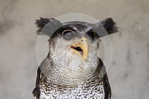 Close-up of an owl with a crazy and funny face expression