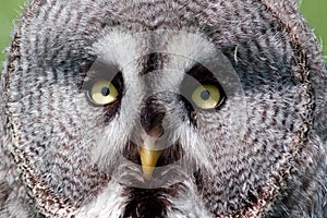 Close-up of owl eyes