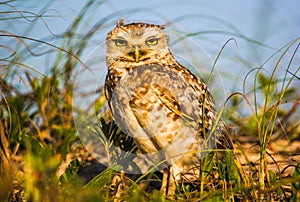 Close-up of the owl guarding his home