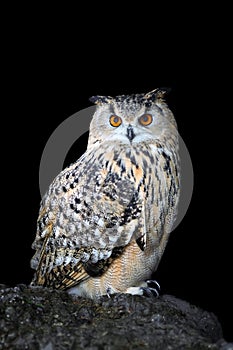 Close up owl portrait