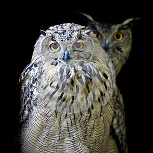 Close up owl portrait on dark background