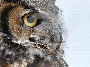 Close up of an Owl in Profile