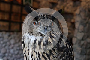 Close-up owl in rock castle atmosphere