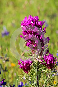 Close up of Owl`s clover Castilleja exserta wildflower, California