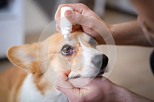 Close-up of an owner applying eye drops in dog`s Eye