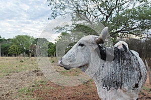 Close up of Ox Gir on farm in countryside