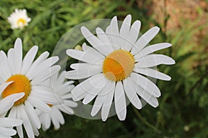 Close-up of Oxeye Daisy