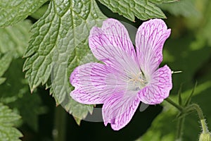 Close up of Oxford geranium flowers