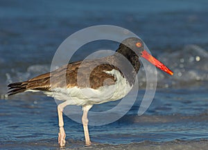 Close-up of Oyster Catcher at Fort DeSoto Park, Florida