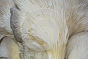 Close-up of oyster mushroom