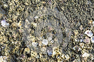 Close up of oysters and barnacles on the rock.