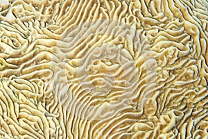 Close-up of Pachyseris Coral Texture in Red Sea, Egypt