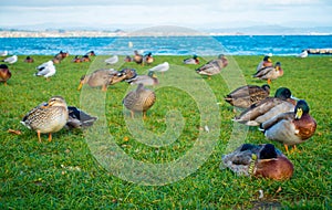 Close up of the Pacific black ducks or grey ducks at Lake Taupo, North Island of New Zealand