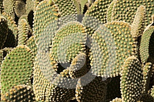 Close-up of paddles of a opuntia rufida cactus