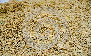 Close up paddy rice