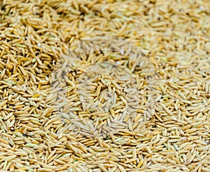 Close up paddy rice