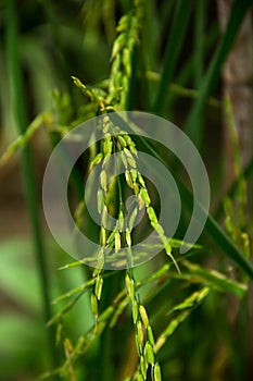 Close up of paddy rice