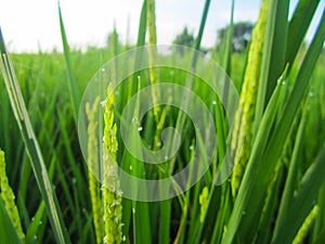 Close up of paddy rice seed with rice fields in the background