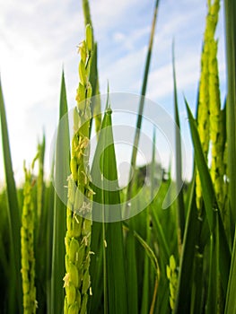 Close up of paddy rice seed with rice fields in the background
